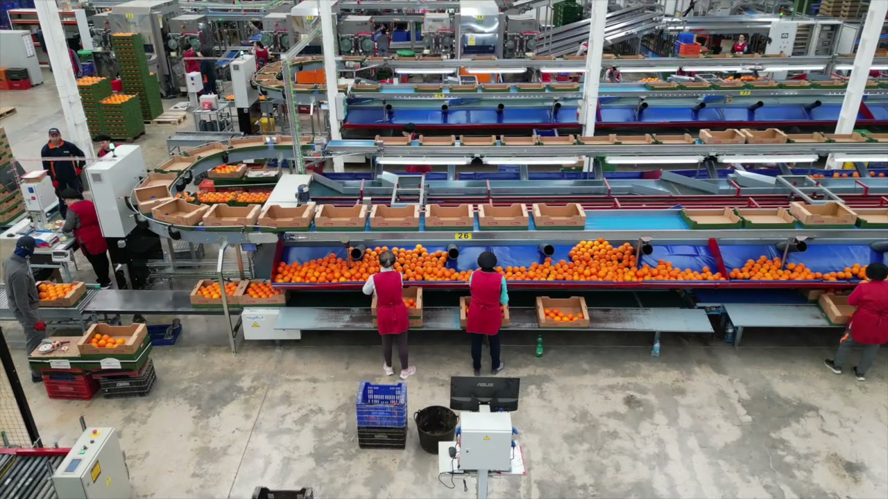 Nueva línea hortofrutícola Cheste Agraria